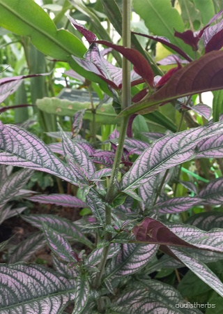Perilepta auriculata fullplant6.jpg